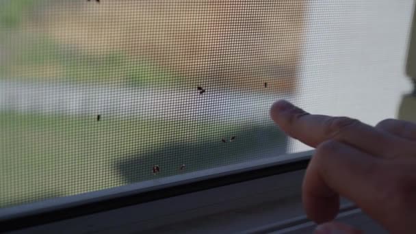Insekten Auf Weißem Moskitonetz Netz Selektiver Fokus — Stockvideo