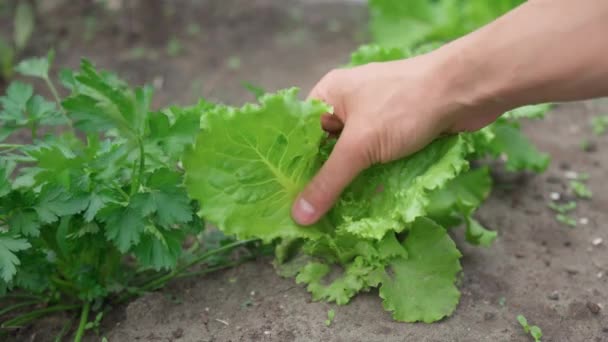 Colheita Salada Verde Crua Fresca Deixa Vegetais Orgânicos Alimentos Saudáveis — Vídeo de Stock