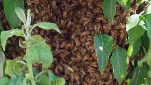 Pokrzywka Pasiece Pszczołami Latającymi Zielonym Ogrodzie Zbliżenie Makro Skupienie Selektywne — Wideo stockowe