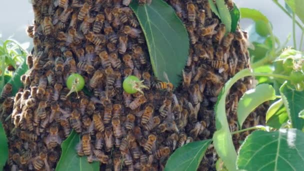 蜜蜂蜂窝在树上 绿叶树 大蜂密闭 有选择的重点 — 图库视频影像