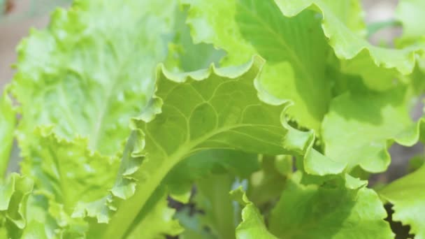 Zöldsaláta Levelek Közelről Egészséges Étel Mezőgazdaság Szelektív Fókusz — Stock videók