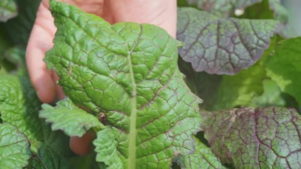 Sklizené Zelené Hořčičné Listy Zdravé Zeleninové Krmivo Pro Nízkotučnou Nebo — Stock video