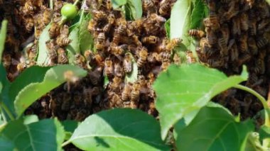 Arı kovanında uçuşan büyük bal arıları sürüsü. Grup görüntülerinde böcek.
