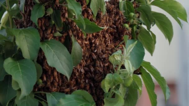 蜂は花の木の上で巣の上を飛んでいる 花の受粉のための飛行昆虫 ミツバチの巣作り — ストック動画