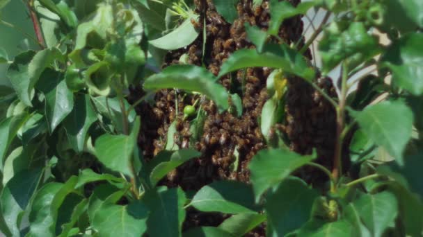 Pszczół Drzewie Zbliżenie Koncepcja Pszczelarstwa Skupienie Selektywne — Wideo stockowe