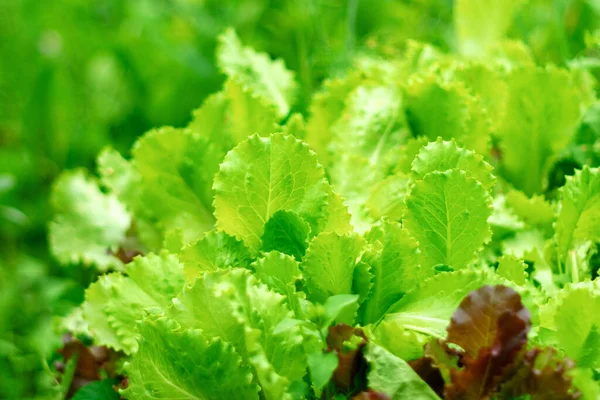Harvesting Fresh Raw Green Salad Leaves Organic Vegetables Healthy Food — Stock Photo, Image