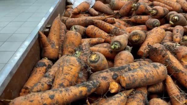 Möhren Der Vitrine Eines Lebensmittelgeschäfts Oder Marktes Rohes Gemüse Supermarkt — Stockvideo
