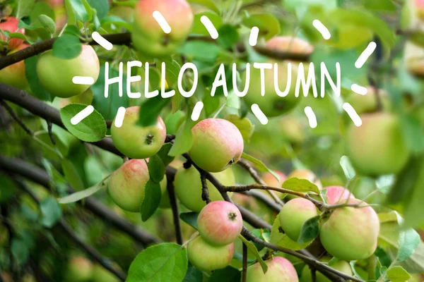 你好秋天的文字关于绿叶和红苹果 秋天的风景 — 图库照片