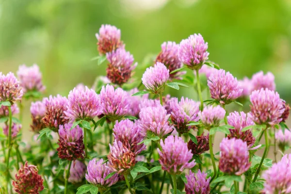 Trifolium pratense, red clover, is herbaceous species of flowering plant in beat family Fabaceae, Selective focus.