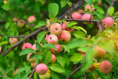 Ripe juicy apples hanging on branch in orchard garden. Close-up. Farming food harvest gardening. Selective focus.