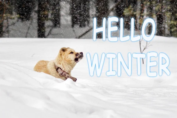 Hello Winter lettering inscription, puppy huskies winter in the forest small dog first snow in the snow