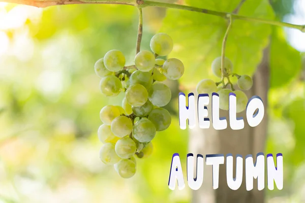 Hallo Herbst Inschrift Herbst Hintergrund Weinrebe Weinbergen Weiße Trauben Trauben — Stockfoto