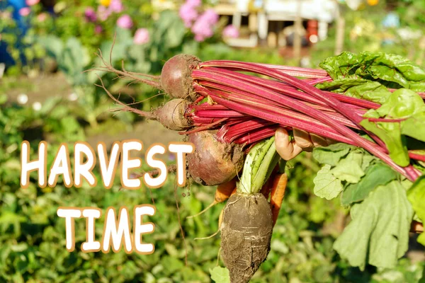 Freshly harvested unwashed organic beets and carrots. Unwashed beets. Environmentally friendly products dug out of the garden. Harvest time lettering. Autumn concept.