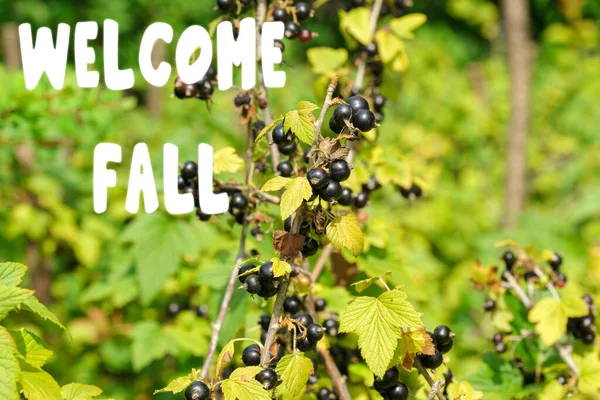 Vítejte Podzimní Nápis Černý Rybíz Velké Bobule Zrající Stonku Rostliny — Stock fotografie