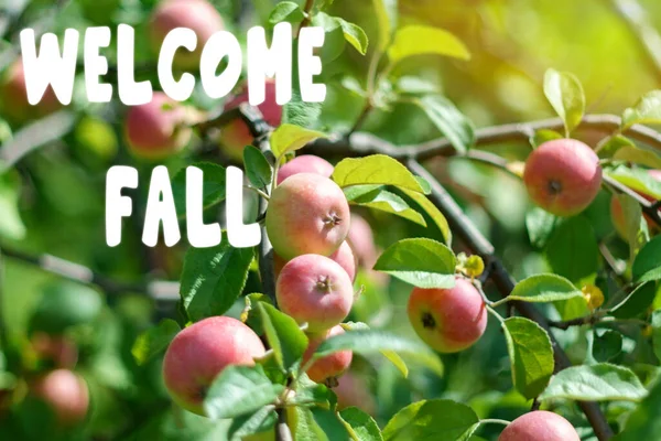 Willkommen Herbst Schriftzug Inschrift Apfelbaum Ein Zweig Reifer Roter Äpfel — Stockfoto