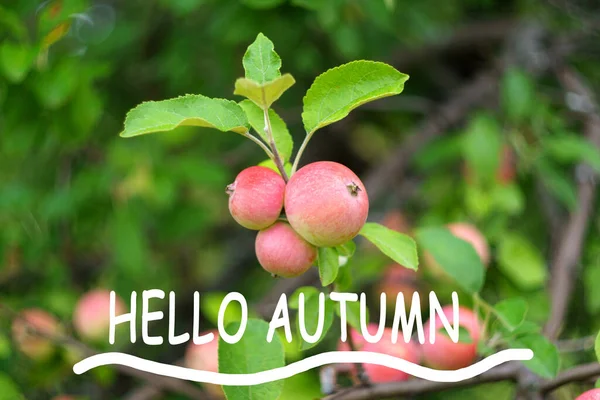 Hallo Herbst Des Apfelbaums Schöner Herbsthintergrund Selektive Fokussierung — Stockfoto