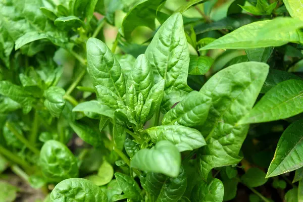 Spinach beds. Green spinach leaves close up. Healthy food. Agriculture. Selective focus