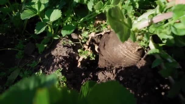 Organic Radish Harvest Grows Ground Soil Close Gardening Slow Motion — Stock Video