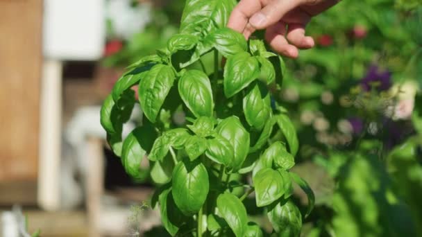 Colheita Manjericão Movimento Local Alimentos Limpos Cultivo Jardinagem Orgânica — Vídeo de Stock