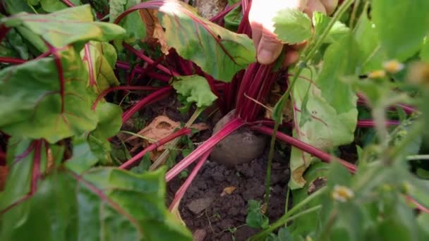 Groene Bladeren Van Tafelbieten Het Bed Oogstconcept Bieten Tuin — Stockvideo