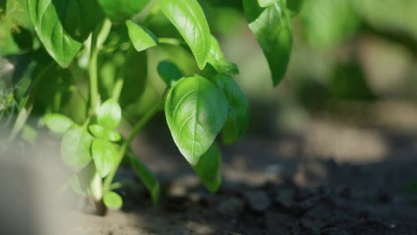 Zielona Plantacja Bazylii Ogród Naturalne Organiczne Jedzenie Świeża Organiczna Zielona — Wideo stockowe