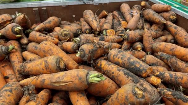 Gulerødder Udstillingsvindue Købmand Eller Marked Grøntsager Supermarkedet Nærbillede Selektivt Fokus – Stock-video
