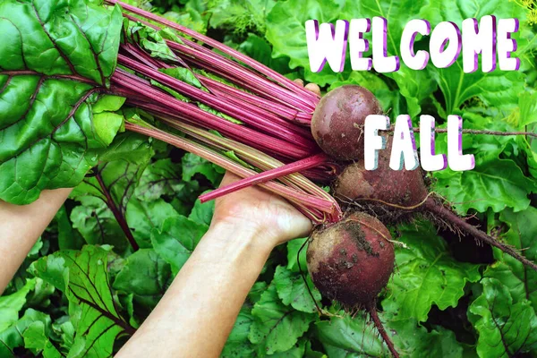 Welcome fall lettering inscription, harvesting beets holding organic food. farming ripe vegetables