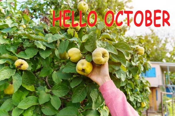 Hallo Oktober Herbstkonzept Quittenfrüchte Wachsen Einem Quittenbaum Mit Grünen Blättern — Stockfoto