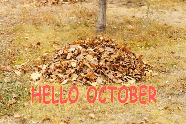 Herbstblätter Park Gelbes Fallblatt Schuss Ins Freie Laubernte Hallo Oktober — Stockfoto