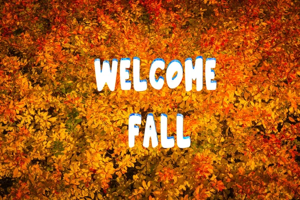 Welcome Fall Lettering Inscription Autumn Harvest Beautiful Nature Background Texture — Stock Photo, Image