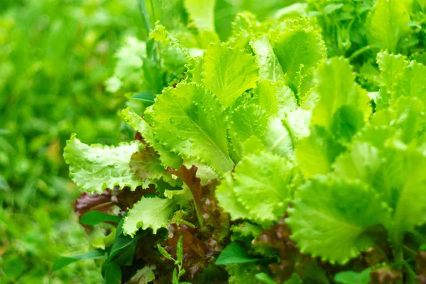 Zöld Levelű Saláta Kerti Ágyon Zöldségföldön Kertészeti Háttér Saláta Zöld — Stock Fotó