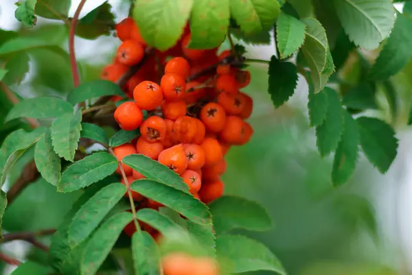 ローワンブランチ 赤い熟した果実の束 ソルバスオークカヤリの木を閉じる ストック画像