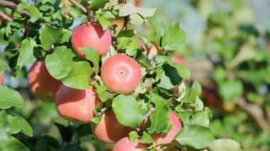 Bahçedeki bir elma ağacının dallarındaki olgun kırmızı elmalar hasat için hazırlar. Seçici odak