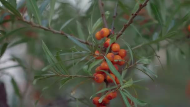 Sea Buckthorn Berries Tree Branch Garden Selective Focus — Stock Video