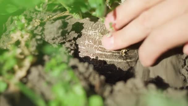 Raccolta Ravanello Biologico Cresce Nel Terreno Vicino Giardinaggio — Video Stock