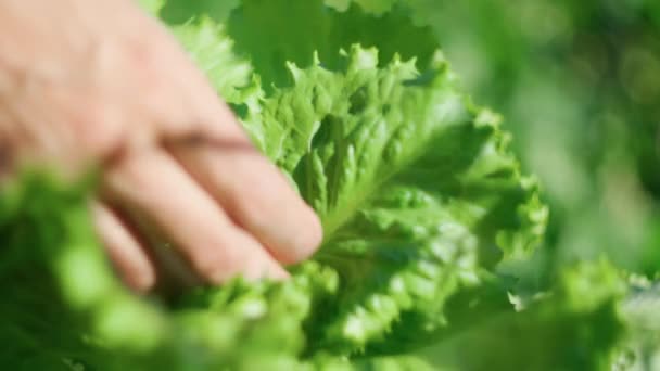 Boer Vers Geoogste Salade Bladeren Groenten Uit Lokale Landbouw Biologische — Stockvideo