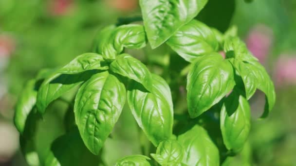 Cosecha Albahaca Movimiento Local Alimentos Limpios Cultivo Jardinería Orgánica — Vídeo de stock