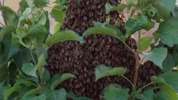 Bijenhoningraat Van Bijeninsecten Boom Natuur Groene Bladboom Close Macro Bijen — Stockvideo
