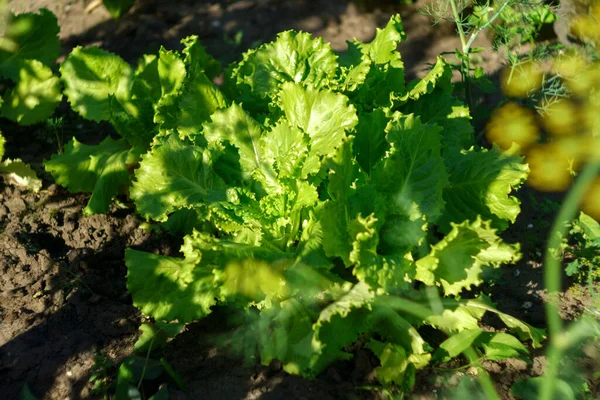 Farmer Feuilles Salade Fraîchement Récoltées Légumes Agriculture Locale Produits Biologiques — Photo