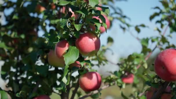 Rött Äpple Ett Träd Närbild Ett Moget Äpple Gren Skördar — Stockvideo