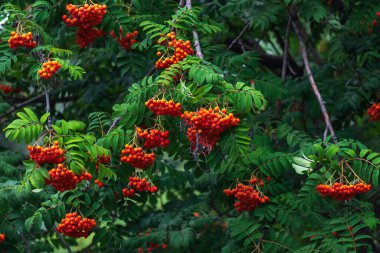 Red Rowan böğürtlenleri, yakınlardaki birkaç kırmızı rowan ağacı. Kapat.