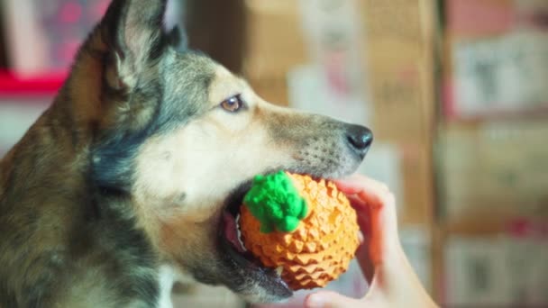 Pies Trzymający Gumową Apteczkę Zabawkami Zbliżenie Selektywne Ukierunkowanie — Wideo stockowe