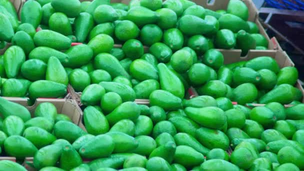 たくさんの緑色のアボカドでいっぱいの箱 選択的な焦点 フルーツを売る — ストック動画