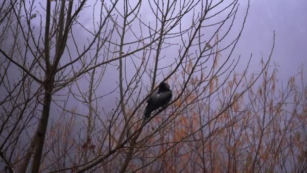 Watchful Raven Neergestreken Een Majestueuze Tak Mystieke Atmosfeer — Stockvideo