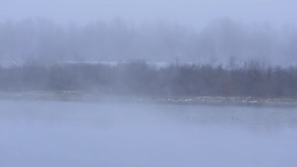 Gewässer Umgeben Von Bäumen Und Nebel Mystik Natur Ruhe — Stockvideo