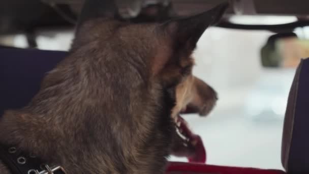 犬は車の楽しみ 楽しみ 親友で頭を下げました 選択的なフォーカス — ストック動画