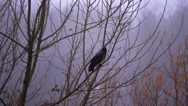 Kara Kuş Bir Ağacın Yüksek Dalına Tünemiş Mistik Atmosfer — Stok video
