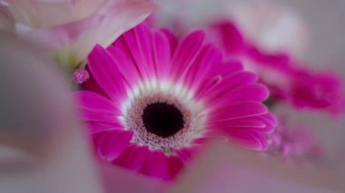 Bir demet pembe çiçeğe yakın Gerbera Çiçekleri. Seçici odak