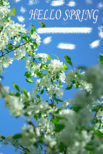 Hello spring, Sun shining through the trees. Blooming apple trees. Vertical photo
