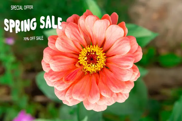 Text Spring Sale. Special offer. 70 off. Spring background